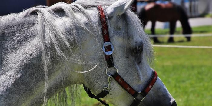 Trajes de caballo