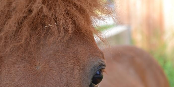 Paardenpakken