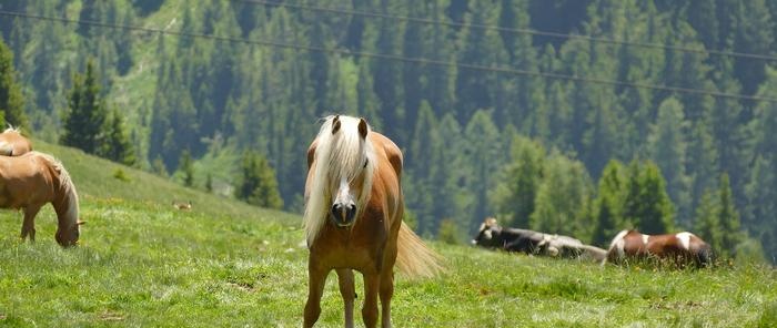 Trajes de caballo