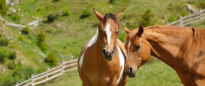 Paardenpakken