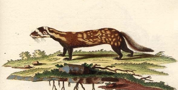 صلصة من جنوب روسيا Vormela peregusna Marbled polecat