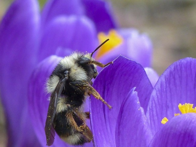 Paghahambing ng mga bumblebees at bees