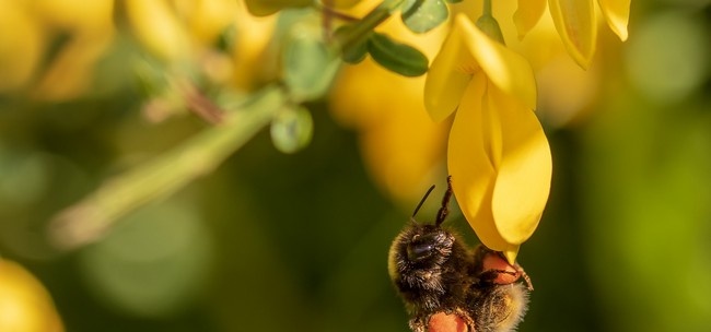 Comparación de abejorros y abejas