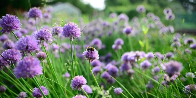 Comparación de abejorros y abejas