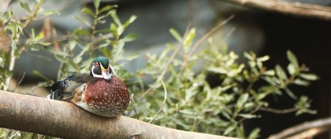 Overwintering van vogels voor de Turkmeense kust van de Kaspische Zee