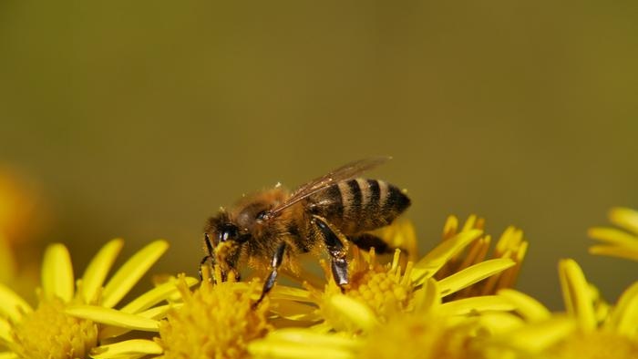 etymologie van bekende woorden