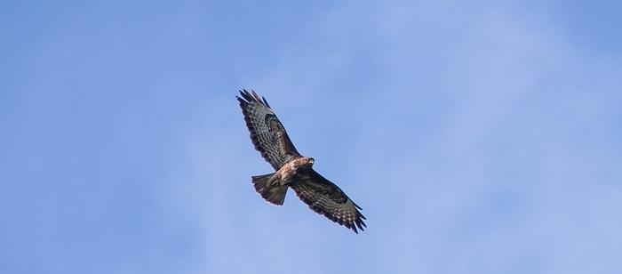 Aguilucho