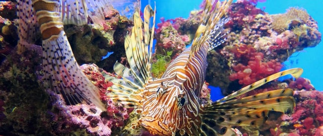 Asesinos submarinos