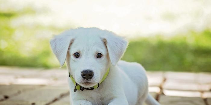 Antes de que te lleves a tu cachorro