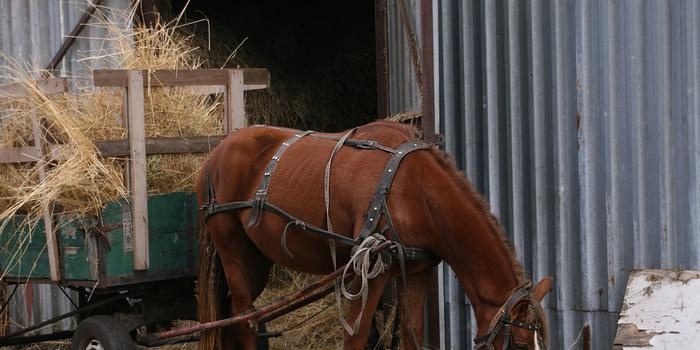 Dieren in spreekwoorden en gezegden