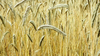 Nessun pranzo senza pane