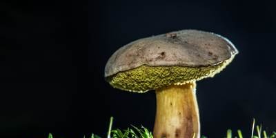 over de voordelen van sommige paddenstoelen