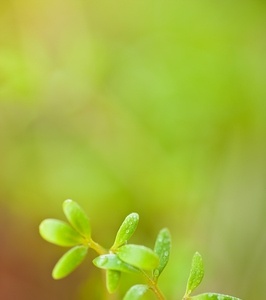 Sprouts - what makes them a superfood?