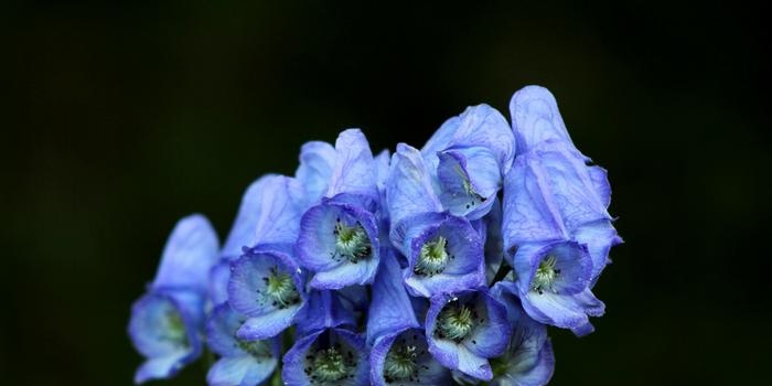 Aconite