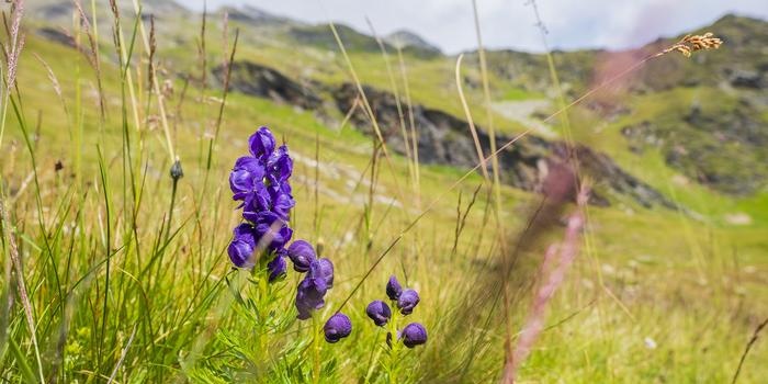 Aconite