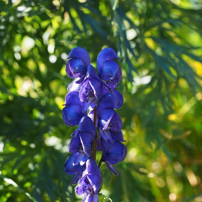 Aconitum (lottatore)