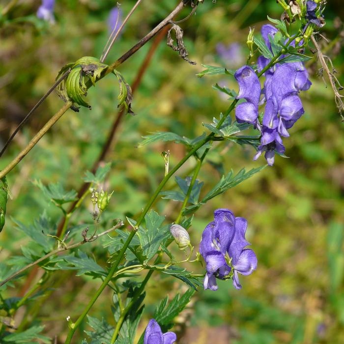 Aconite