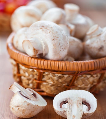 Champignons en creixement