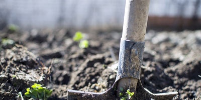 Método agrotécnico para proteger las plantaciones de jardín.