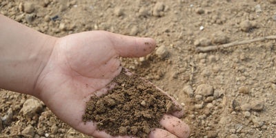 Metodo agrotecnico per proteggere le piantagioni di giardini