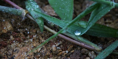 Agrotechnical method of protecting garden plantings