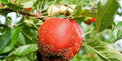 Método agrotécnico para proteger las plantaciones de jardín.