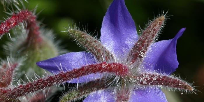 Cucumber herb