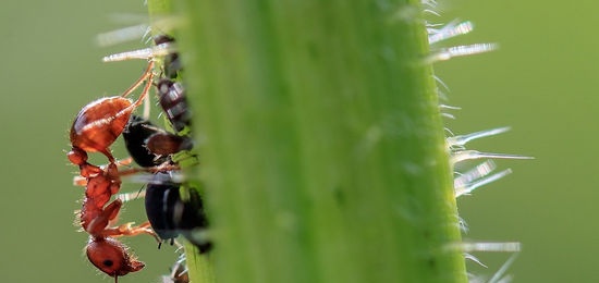 Control de plagas y enfermedades de cultivos de hortalizas