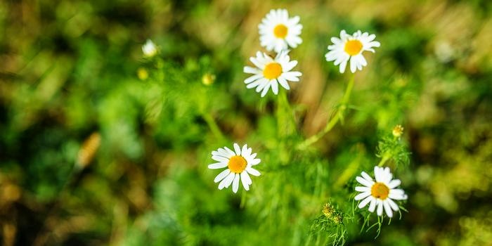 Medicinal chamomile