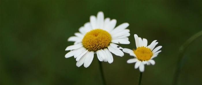 Camomilla medicinale