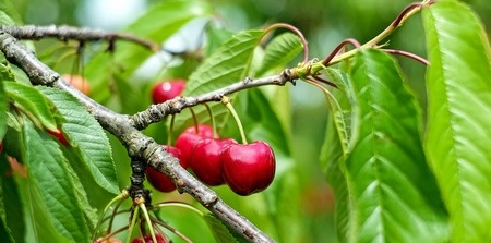 Cherries