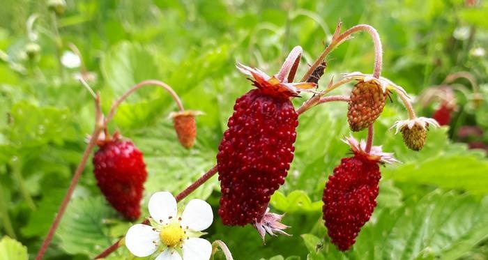 Qué hacer en el jardín y la huerta en agosto.