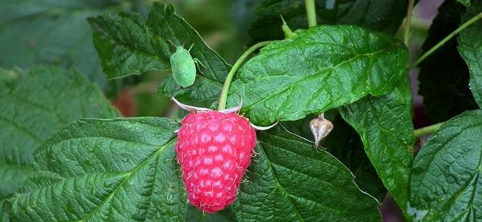 Qué hacer en el jardín y la huerta en agosto.