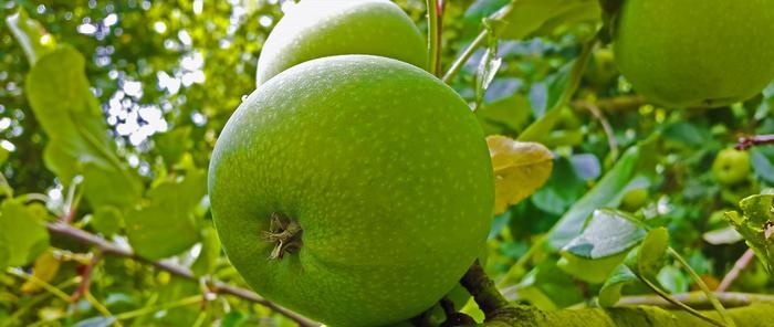 Qué hacer en el jardín y la huerta en agosto.