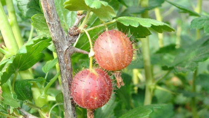 What to do in the garden and vegetable garden in August