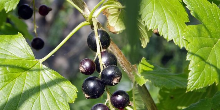 Qué hacer en el jardín y la huerta en agosto.