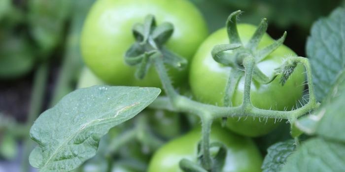 Wat te doen in de tuin en moestuin in augustus