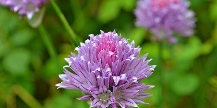 Wat te doen in de tuin en moestuin in augustus