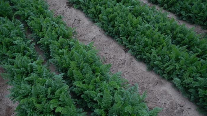 Qué hacer en el jardín y la huerta en agosto.