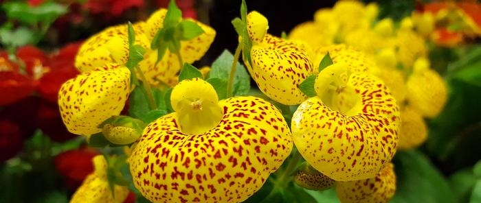 נעלי בית (Cypripedium)