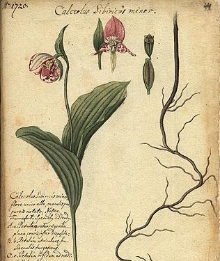 Papucs (Cypripedium)