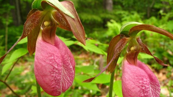 Pantofole (Cypripedium)