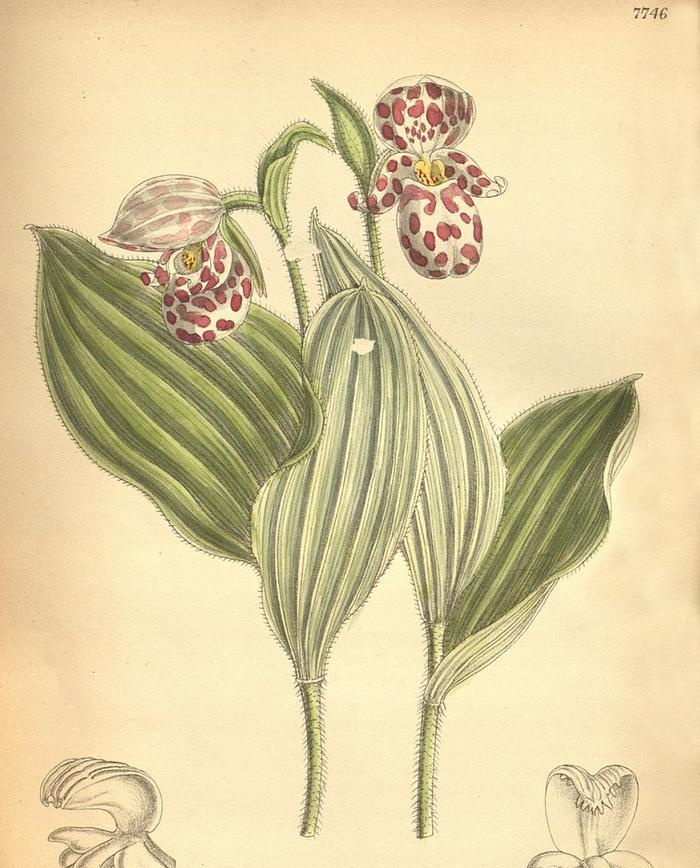 נעלי בית (Cypripedium)