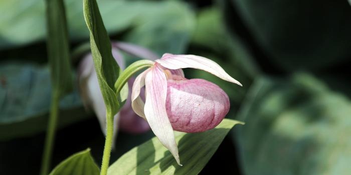 Pantoffels (Cypripedium)