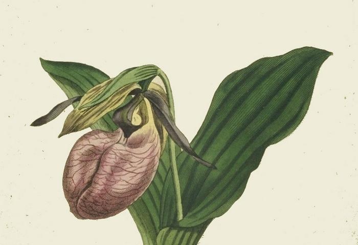 Pantofole (Cypripedium)