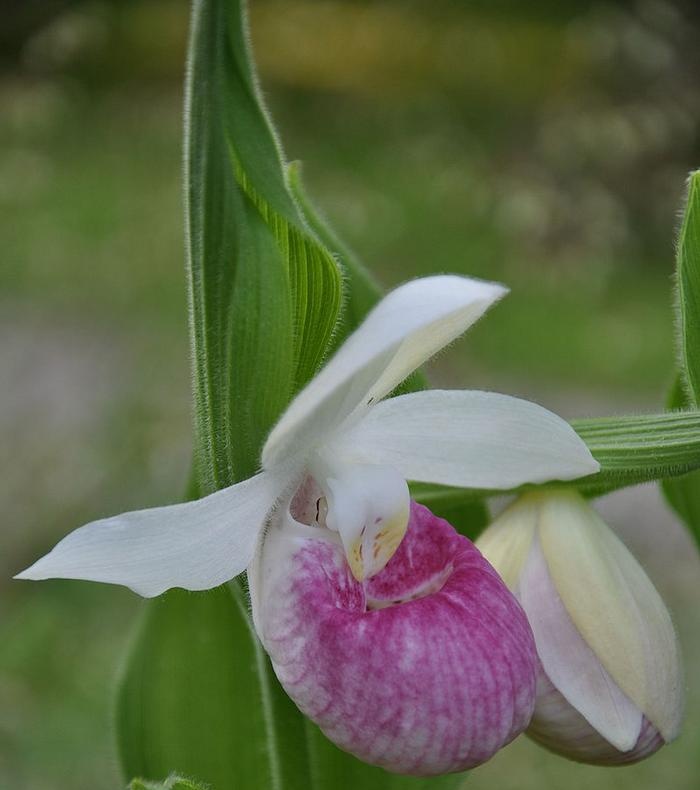 Чехли (Cypripedium)