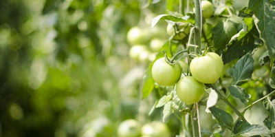 Growing tomatoes efficiently