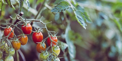 Tomaten efficiënt telen