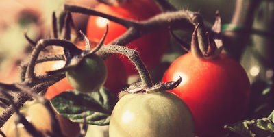 Growing tomatoes efficiently