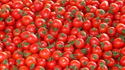 Tomaten efficiënt telen